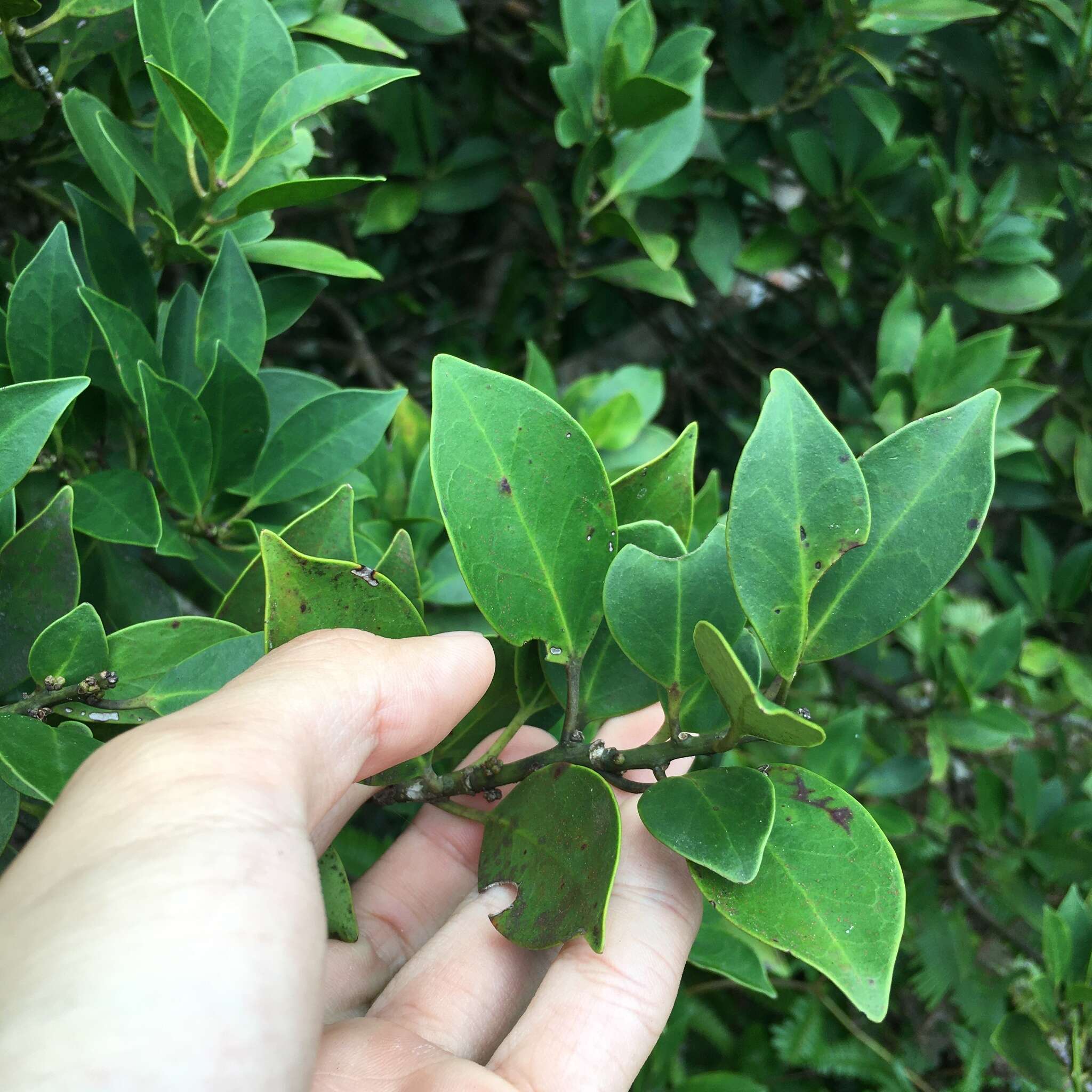 Image of elegance female holly