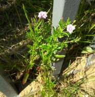 Image of Epilobium lamyi F. W. Schultz