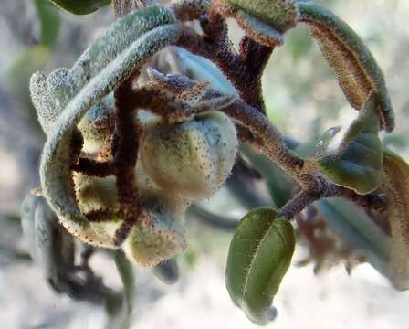 Image of Lasiopetalum behrii F. Muell