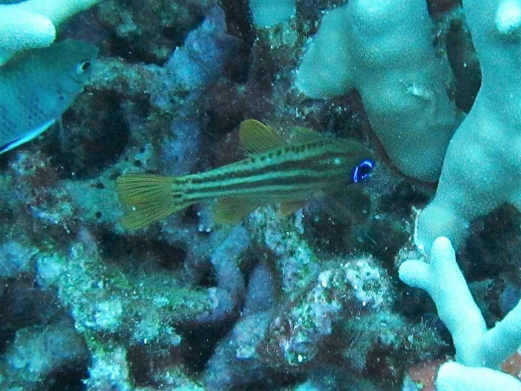 Image of Blue-eye cardinalfish