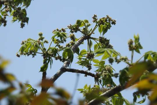 Image of Bursera excelsa (Kunth) Engl.