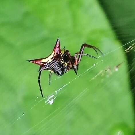 Image of Micrathena schenkeli Mello-Leitão 1939