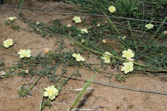 Image of Hibiscus palmatus Forsk.