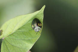 Plancia ëd Stolas discoides (Linnaeus 1758)