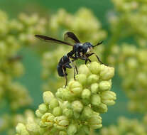 Image of Physoconops bulbirostris (Loew 1853)