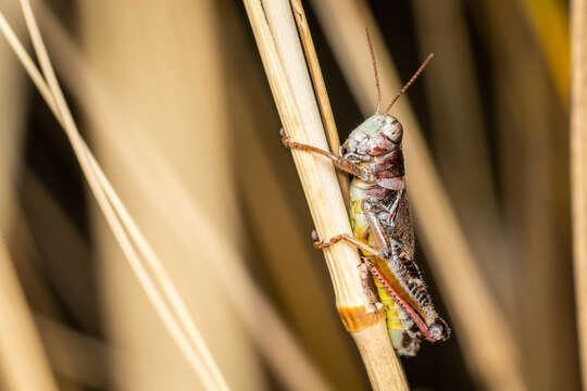 Image of Dawson grasshopper