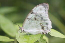 Imagem de Morpho polyphemus Westwood (1850)