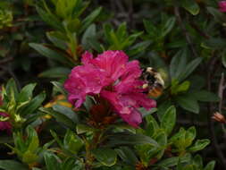 Image of Bombus pyrenaeus Pérez 1879