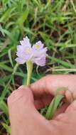 Image of Tropical Pickerelweed