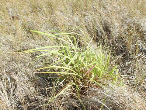 Image of lemon grass