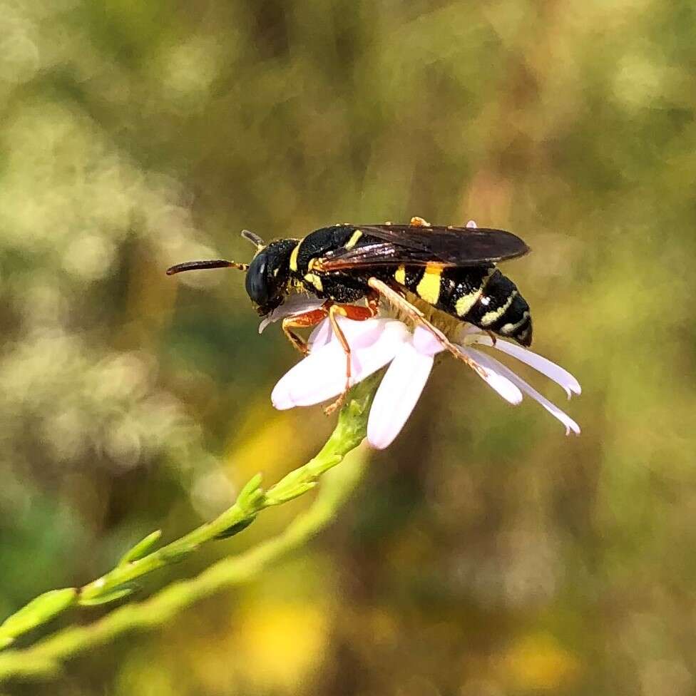 Imagem de Philanthus ventilabris Fabricius 1798