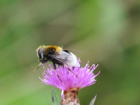 Image of Eristalis intricaria (Linnaeus 1758)