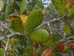 Слика од Quercus myrtifolia Willd.