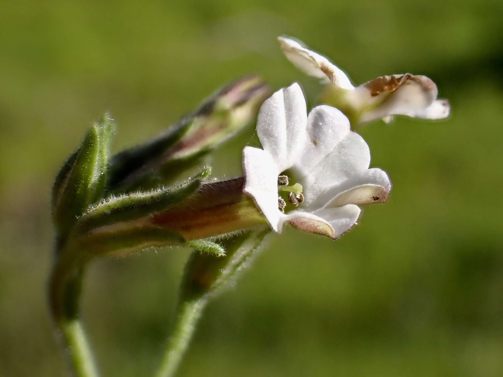 Image of velvet tobacco