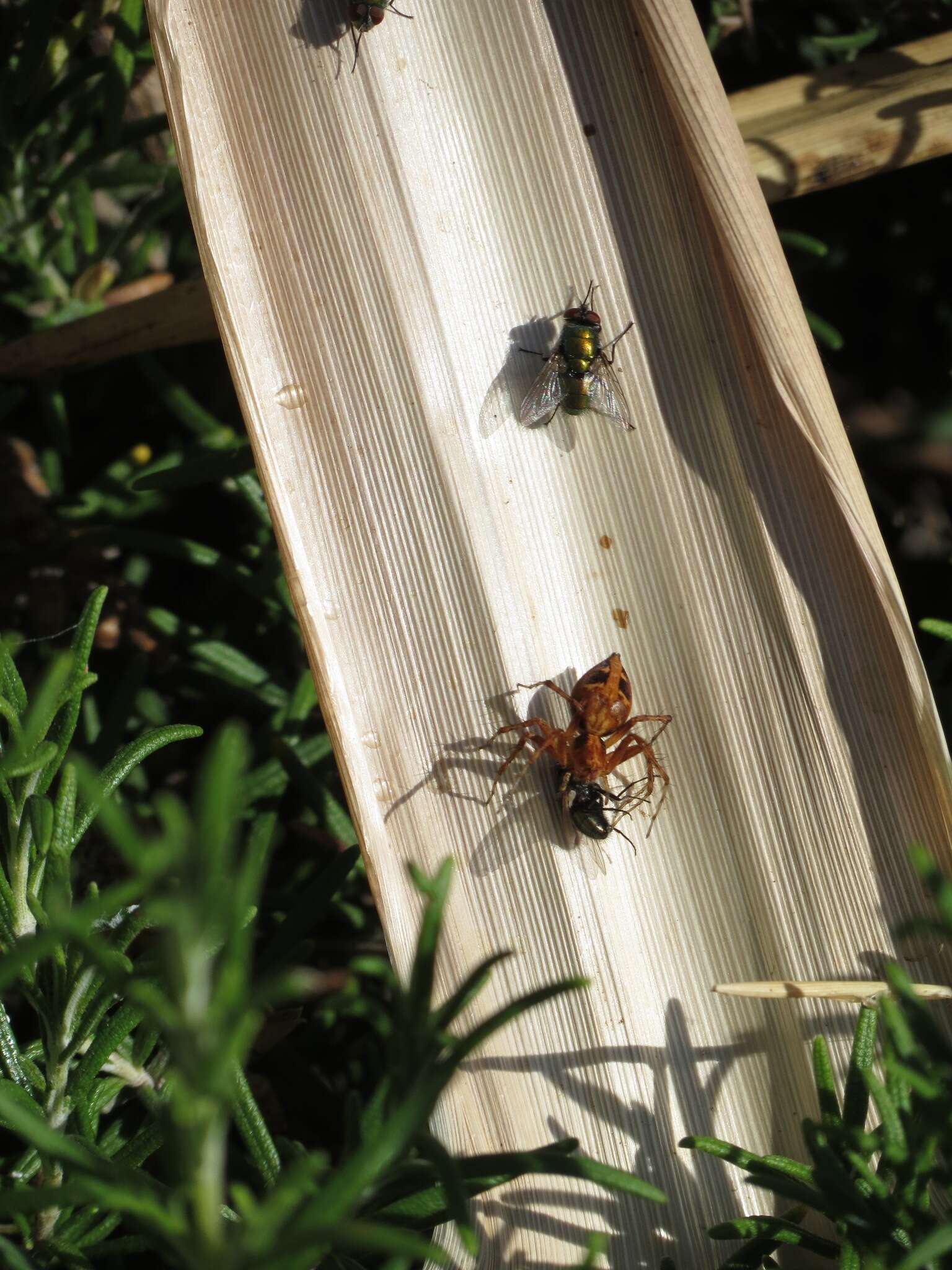 Image of Western Lynx Spider