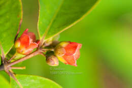 Image of Cratoxylum cochinchinense (Lour.) Bl.