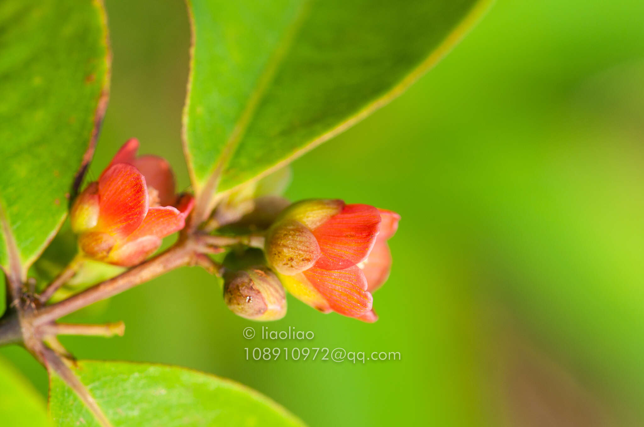 Image of Cratoxylum cochinchinense (Lour.) Bl.