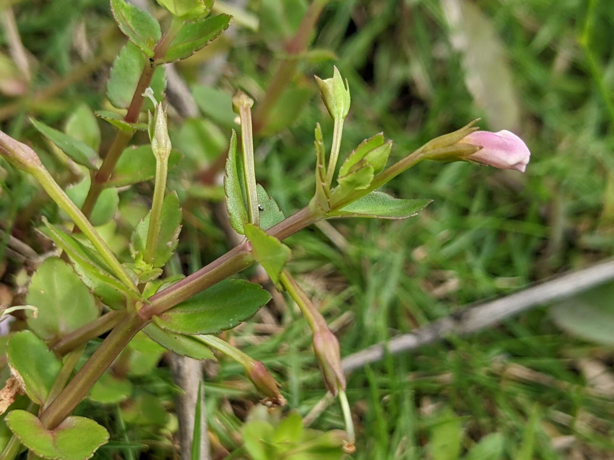 Image of <i>Torenia anagallis</i>