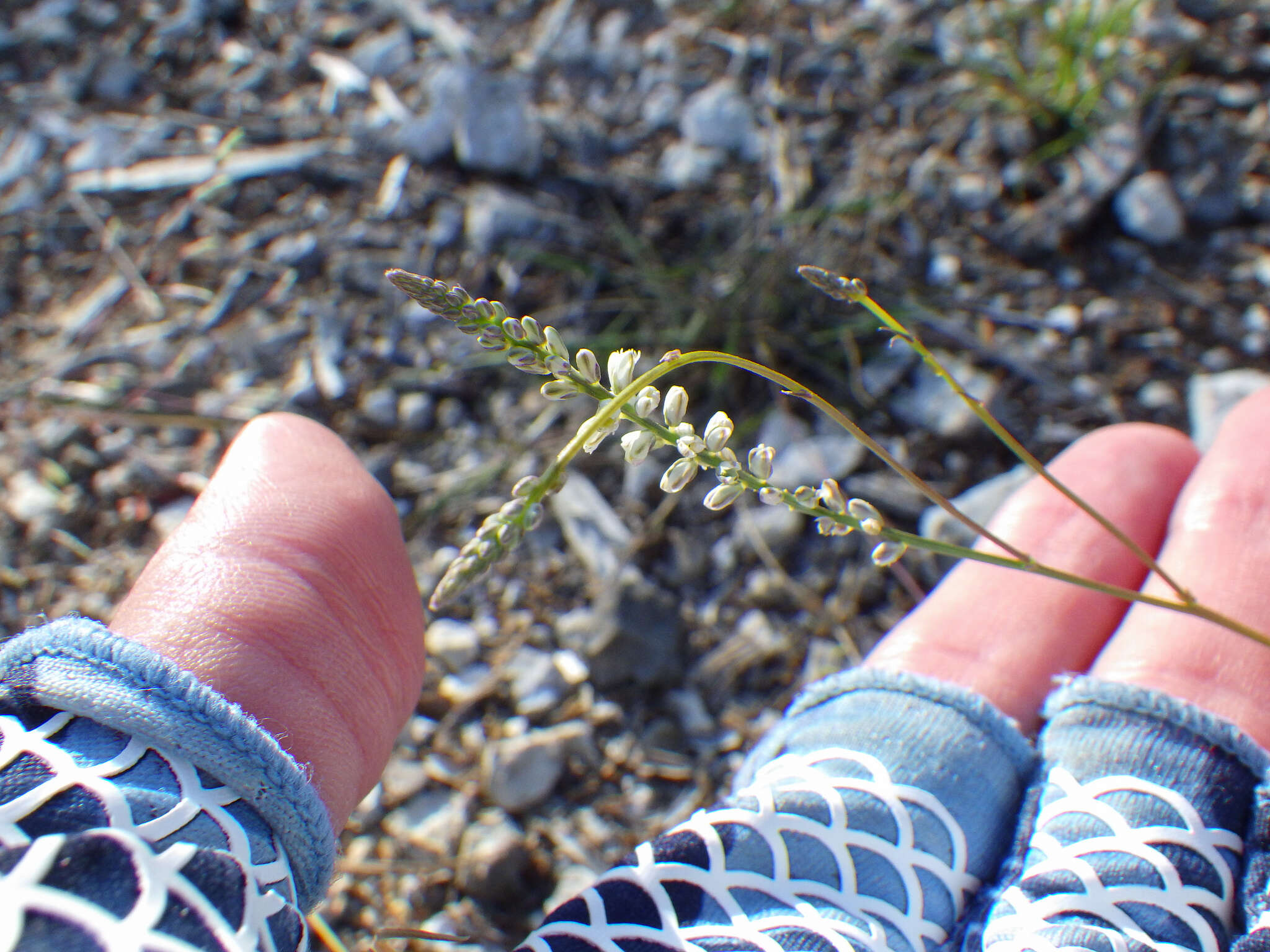 Polygala boykinii var. sparsifolia Wheelock的圖片