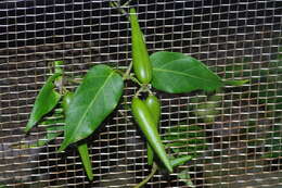 Image of Marsdenia tinctoria R. Br.