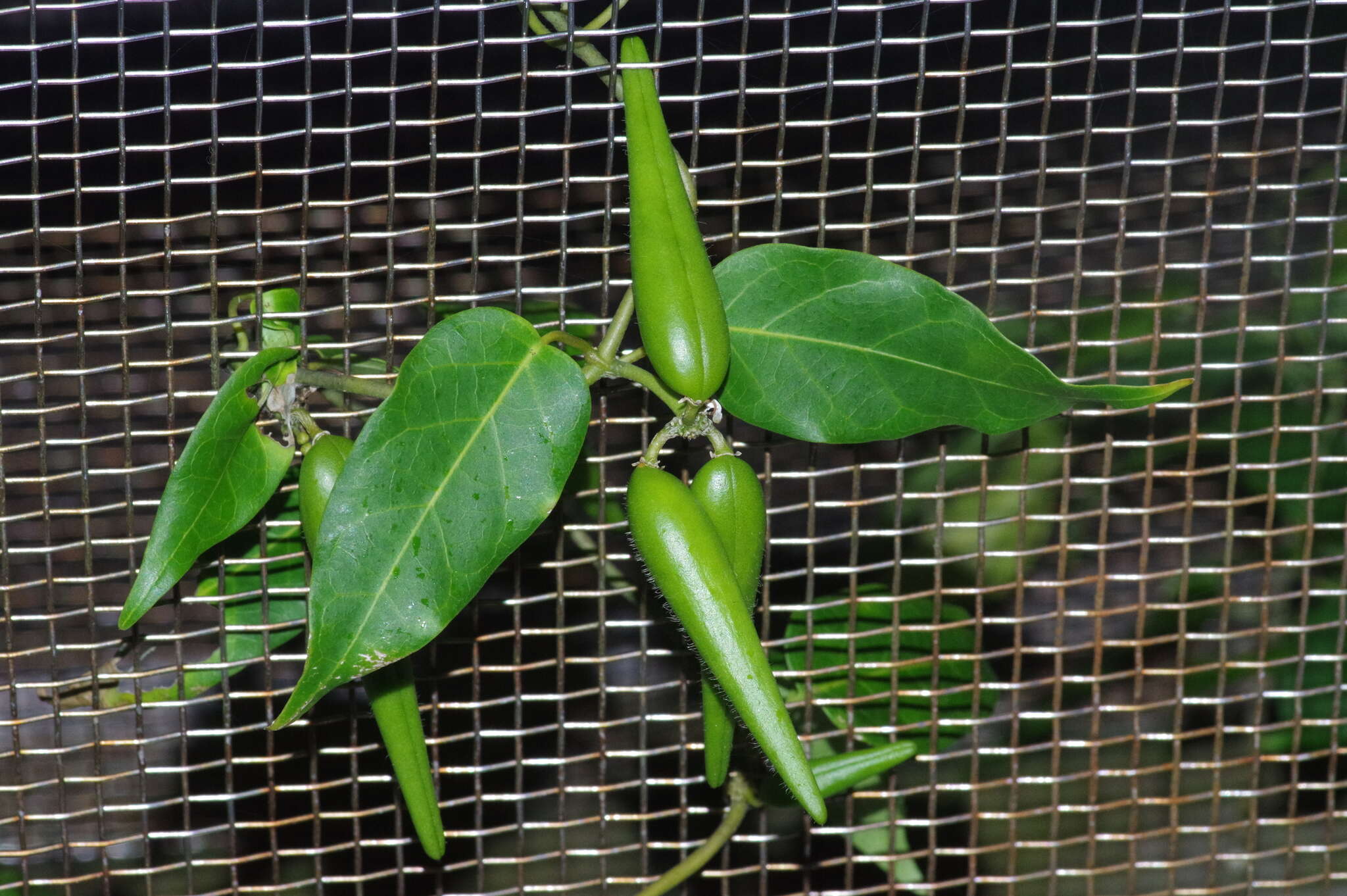 Image of Marsdenia tinctoria R. Br.