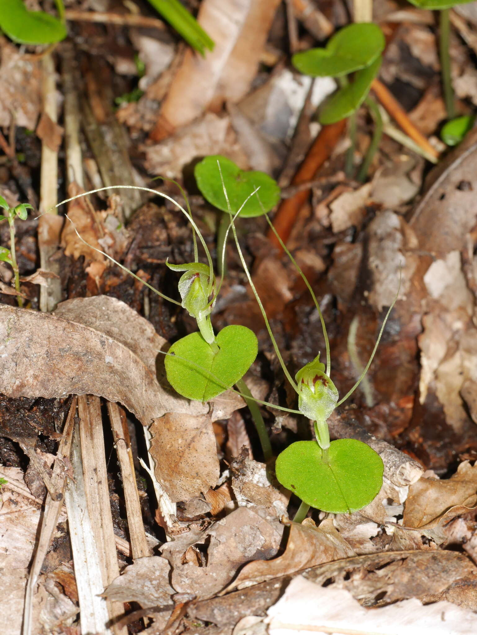 Image of Corybas papa Molloy & Irwin