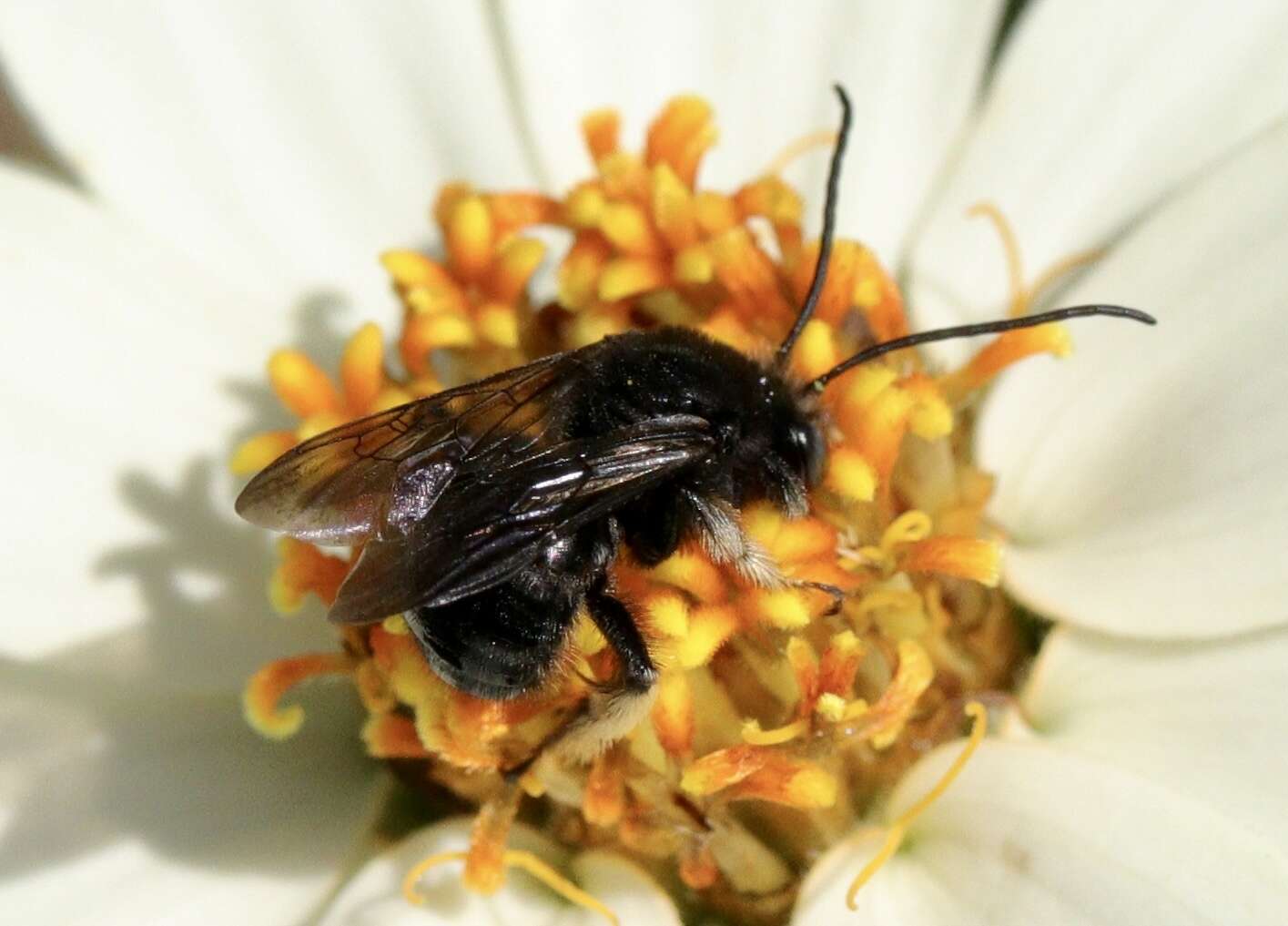 Image of Melissodes bimaculatus bimaculatus (Lepeletier 1825)