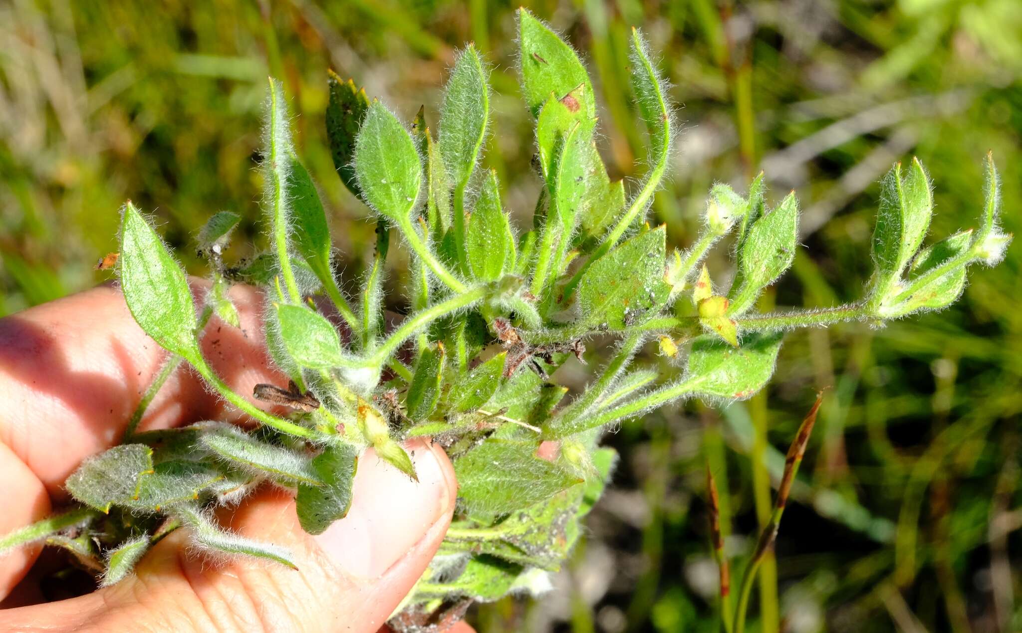 Image of Centella montana (Cham. & Schltdl.) Domin