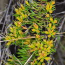 Homoranthus flavescens A. Cunn. ex Schau. resmi