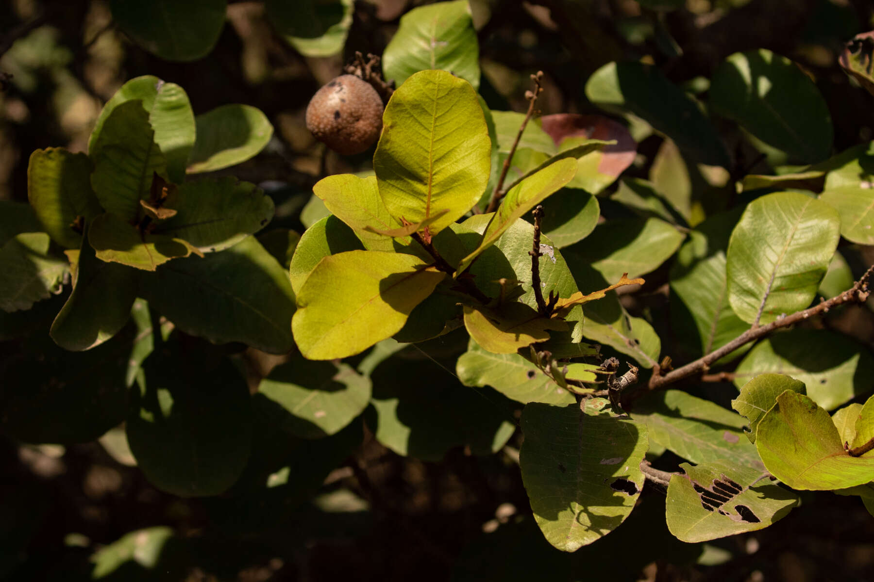 Image of Neocarya macrophylla (Sabine) Prance ex F. White