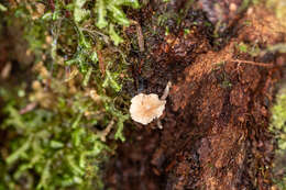 Image of Marasmiellus praeacutus (Ellis) Halling 1987