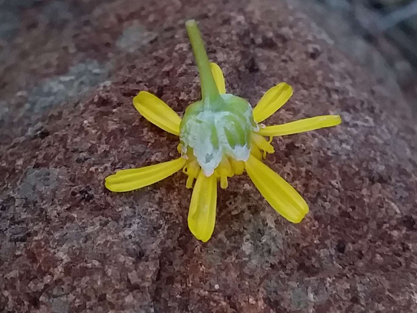 Image of Euryops floribundus N. E. Br.