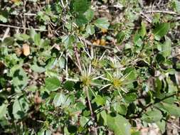 Imagem de Clematis pauciflora Nutt. ex Torr. & Gray