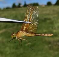 Sympetrum croceolum (Selys 1883) resmi