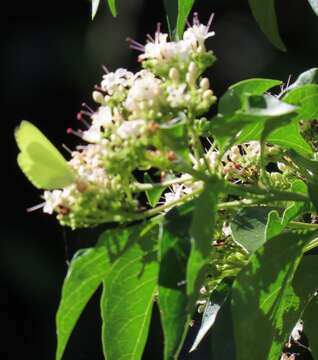 Plancia ëd Volkameria glabra (E. Mey.) Mabb. & Y. W. Yuan