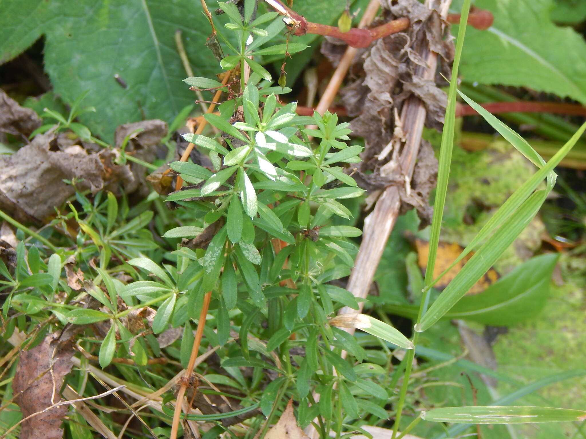 Image of Galium rivale (Sm.) Griseb.