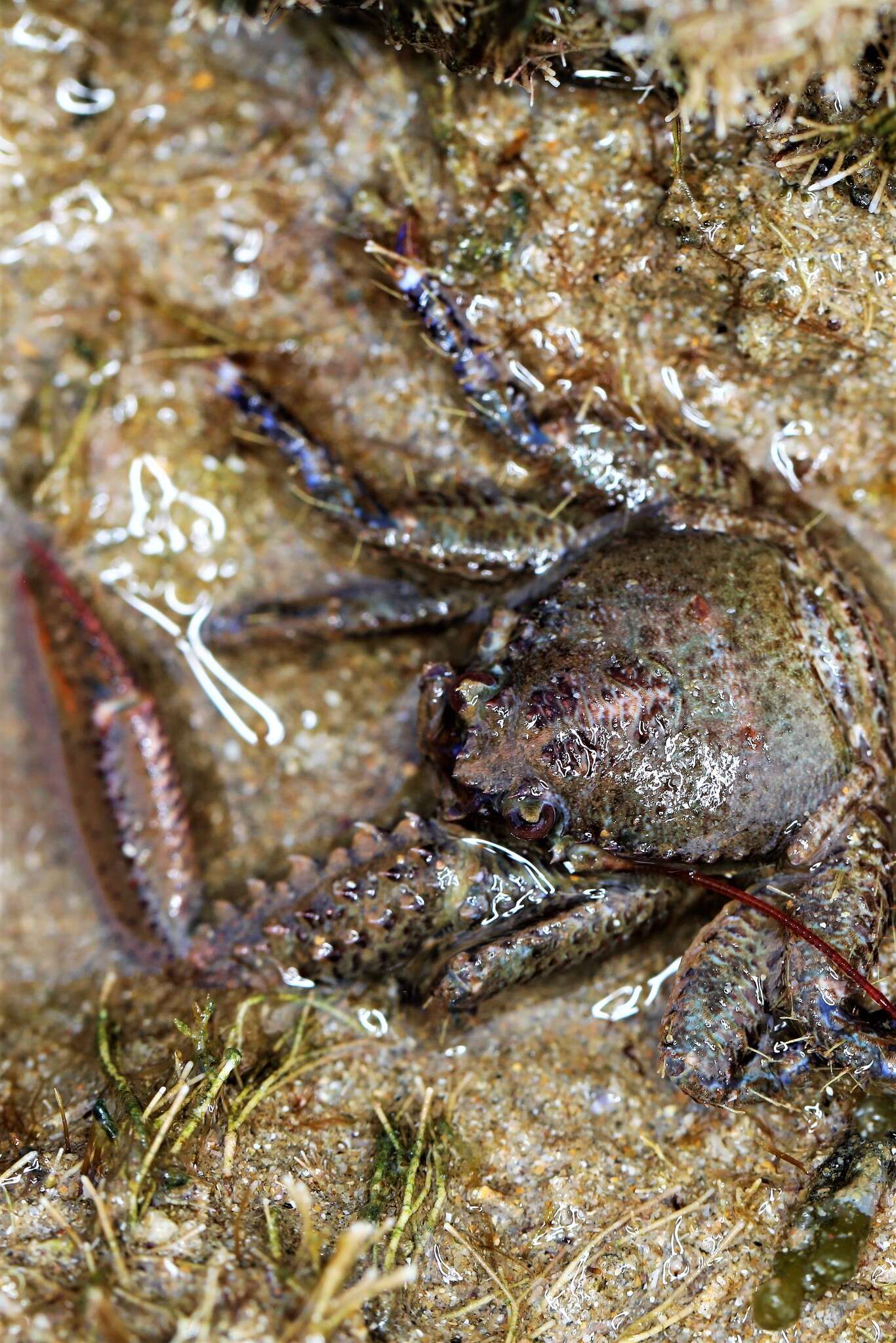 صورة Petrocheles australiensis (Miers 1876)