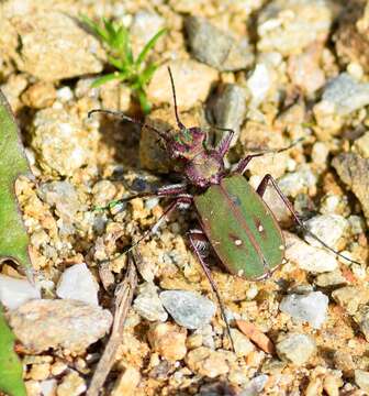 Image of Green tiger beetle