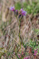 Image de Serratula tinctoria var. seoanei (Willk.) Samp.