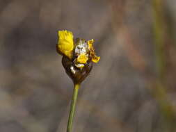 Sivun Xyris complanata R. Br. kuva