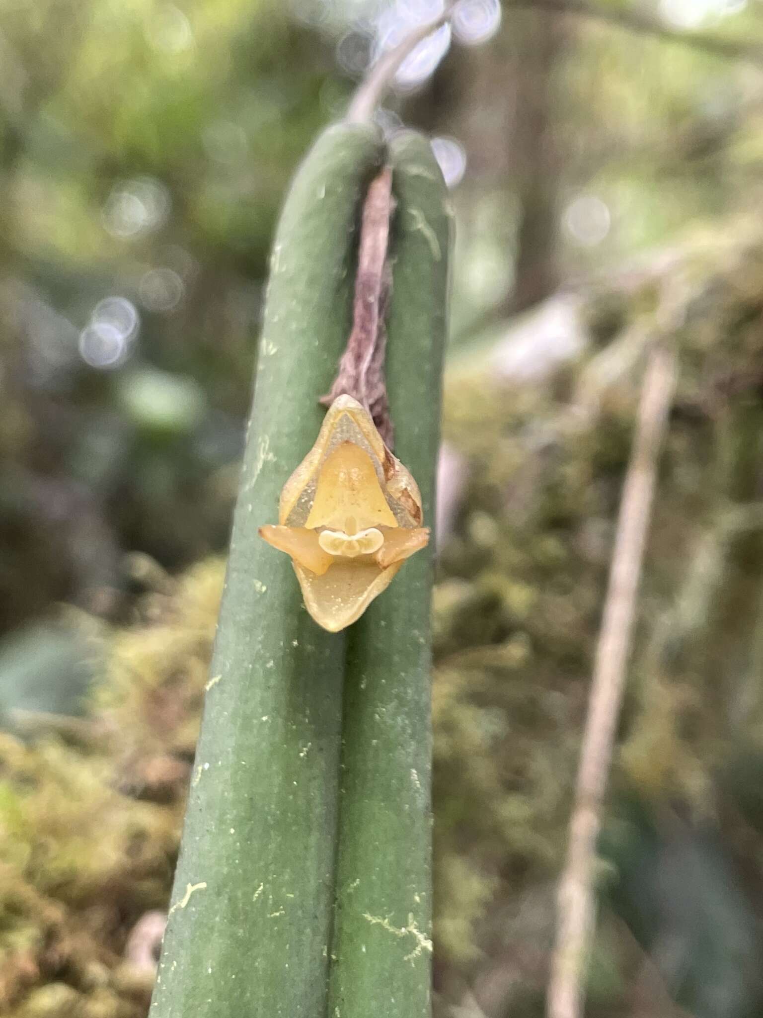 Image of Pleurothallis variabilis Luer