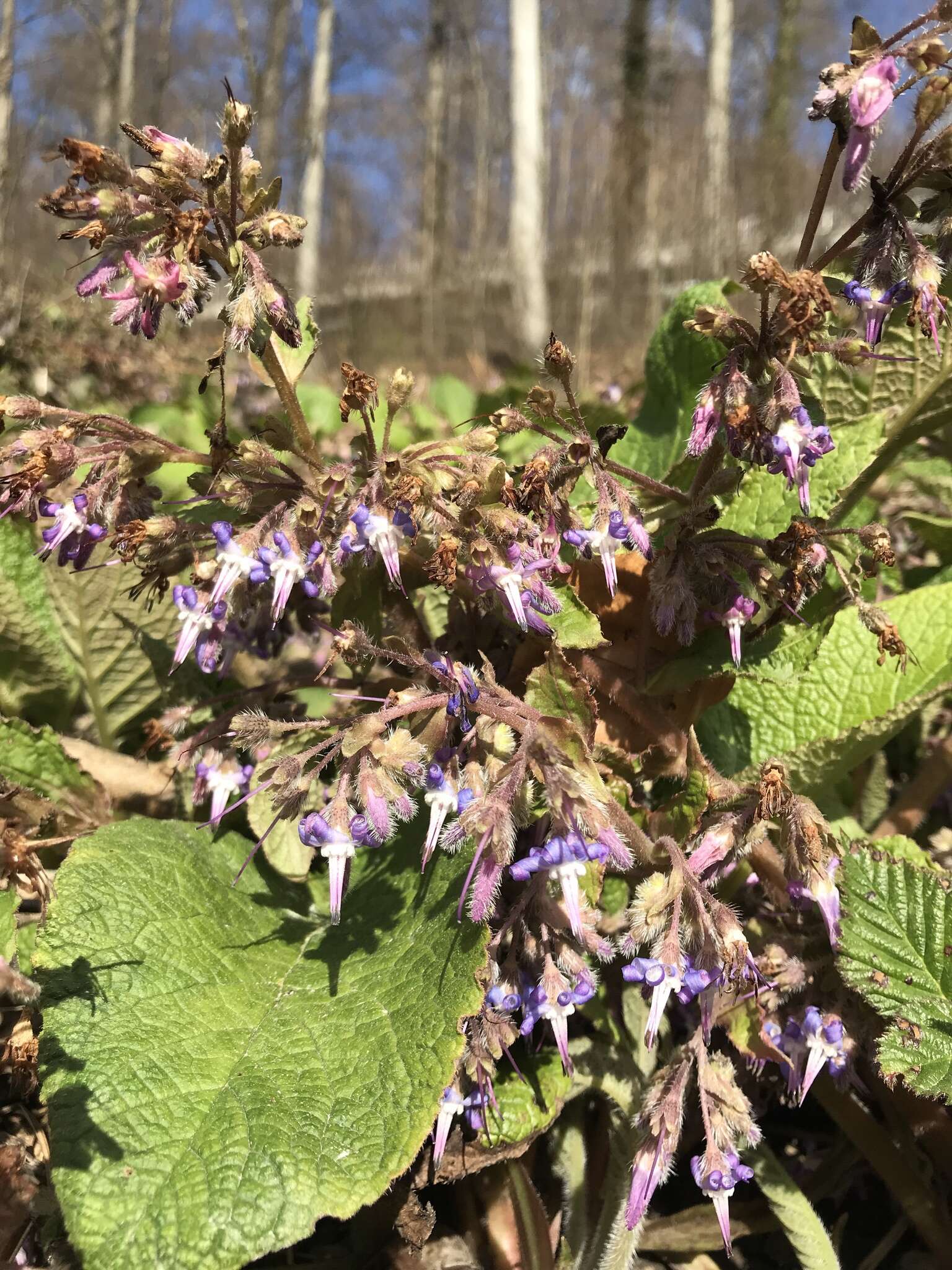 Слика од Trachystemon orientalis (L.) G. Don