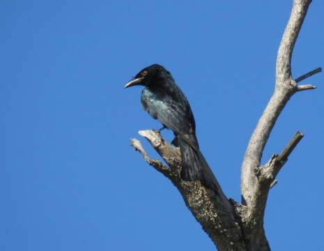 Image of Spangled Drongo