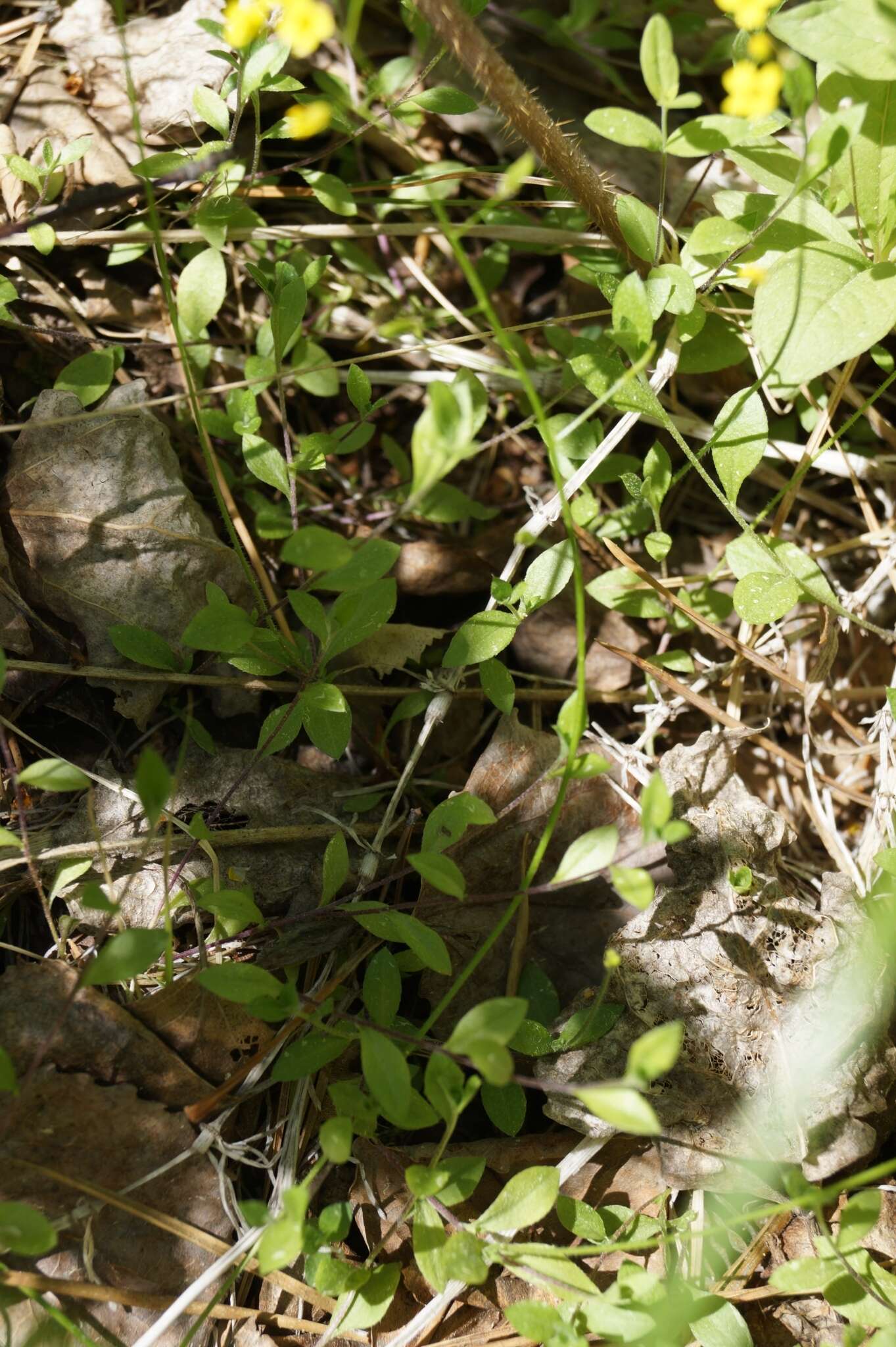 Слика од Draba sibirica (Pall.) Thell.