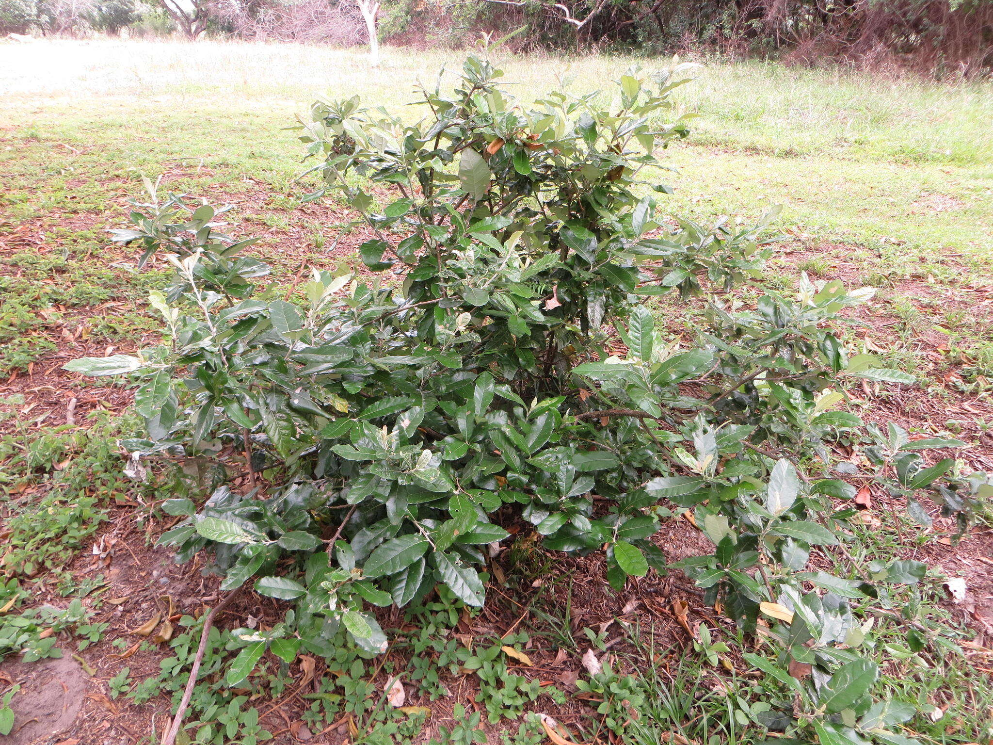 Image of Coastal silver oak