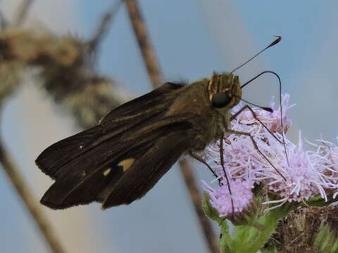 Image of Long-windged Skipper