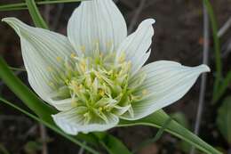 Image of African crocus