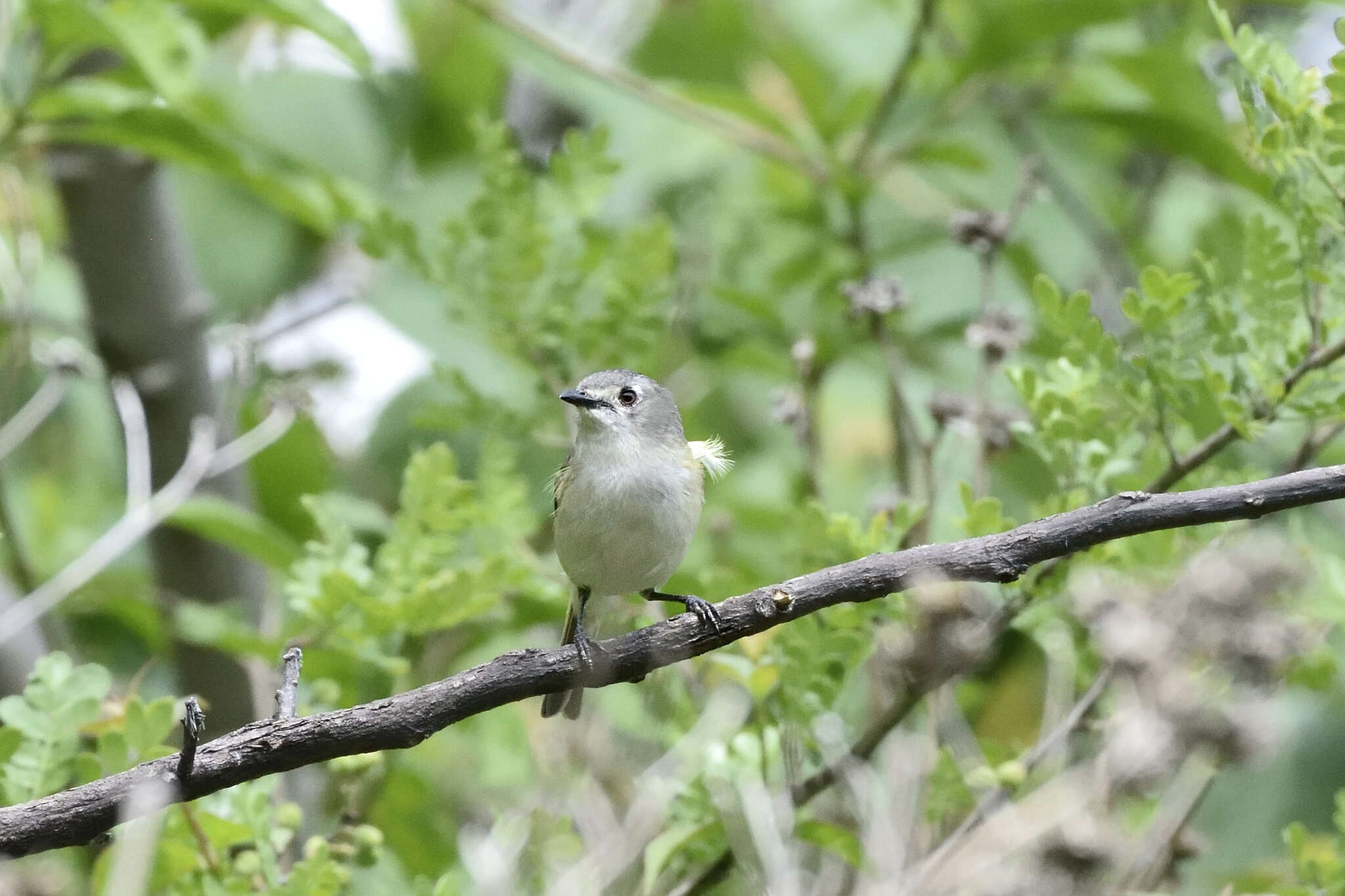 Слика од Vireo nelsoni Bond & J 1934