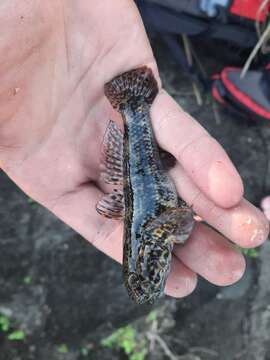 Image of Frillfin Goby