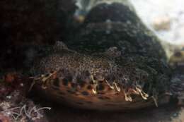 Image of Ornate Wobbegong